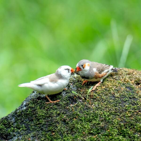 oiseaux